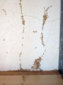 fibra-para-concreto-antiTermita